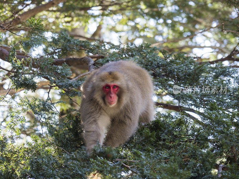 日本猕猴（Macaca fuscata）